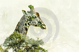 A giraffe overlaid with the texture of acacia trees in an African savanna double exposure