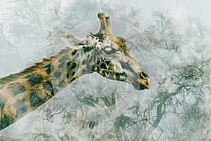 A giraffe overlaid with the texture of acacia trees in an African savanna double exposure