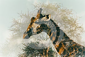 A giraffe overlaid with the texture of acacia trees in an African savanna double exposure