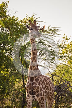 Giraffe and oxpecker