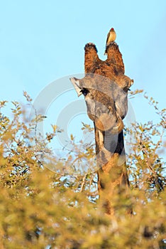 Giraffe and oxpecker feeding