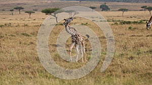 Giraffe with an oxpecker on Safari