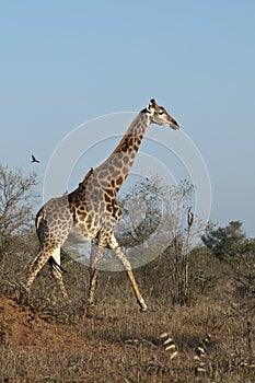 Giraffe with oxpeckers in Africa