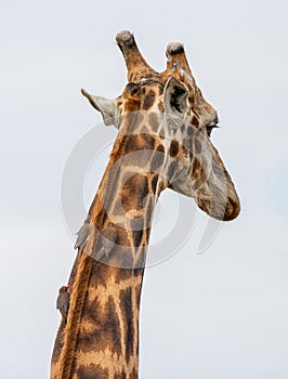 Giraffe and Oxpeckers