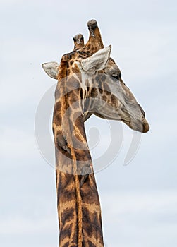 Giraffe and Oxpeckers