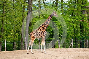 Giraffe in the paddock