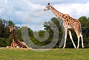 Giraffe pair