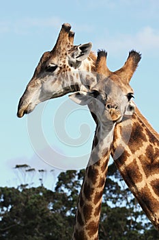 Giraffe Pair