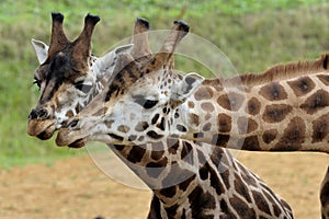 Giraffe Pair