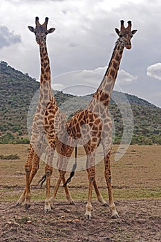 Giraffe pair Africa
