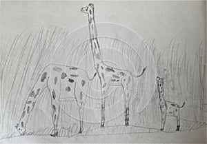 Giraffe pair with baby in savana