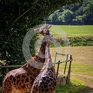 Giraffe Pair Bonding and Entwining Necks