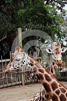 Giraffe pair close up on a closed enclosure