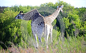 Giraffe pair eating