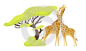 Giraffe pair flat color vector illustration