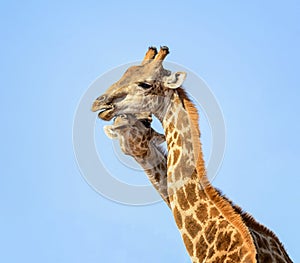 Giraffe Pair Portrait