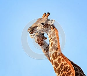 Giraffe Pair Portrait