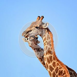 Giraffe Pair Portrait