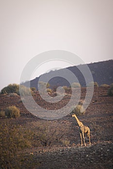Giraffe in Palmwag concession