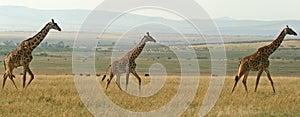 Giraffe panorama