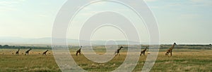 Giraffe panorama