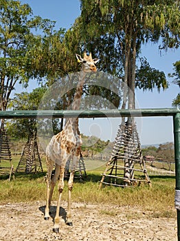 The giraffe at the park photo
