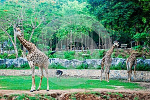 Giraffe in park zoo.
