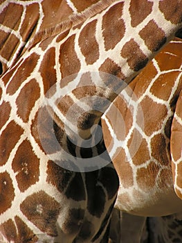 Giraffe pattern