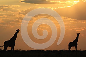 Giraffe Peace - African Wildlife Background - Sunset Beauty and Tranquility