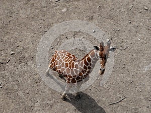 Giraffe perspective