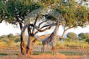 Giraffe photographed in the outback in Zambia photo