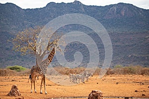 Giraffe photographed on a safari in Kenya. birds sit on the animal in the savannah of Africa