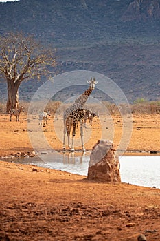 Giraffe photographed on a safari in Kenya. birds sit on the animal in the savannah of Africa