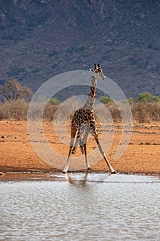 Giraffe photographed on a safari in Kenya. birds sit on the animal in the savannah of Africa