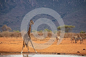 Giraffe photographed on a safari in Kenya. birds sit on the animal in the savannah of Africa