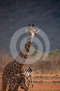 Giraffe photographed on a safari in Kenya. birds sit on the animal in the savannah of Africa