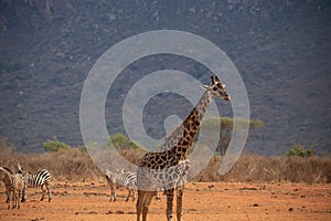 Giraffe photographed on a safari in Kenya. birds sit on the animal in the savannah of Africa