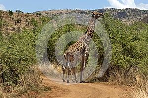 Giraffe in Pilanesberg National Park