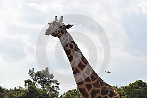 Giraffe with plane