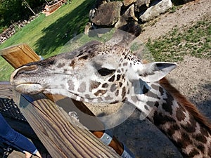 A giraffe pokes his head over a railing in a zoo