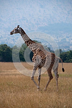 Giraffe Pooping