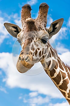 Giraffe portrait