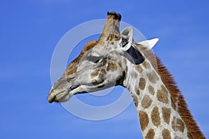 Giraffe portrait