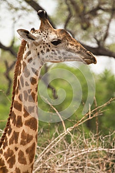Giraffe portrait