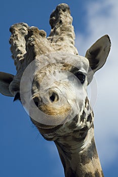 Giraffe portrait #2