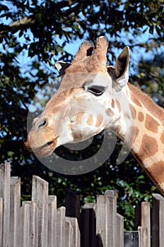 Giraffe Portrait