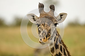 Giraffe Portrait