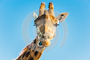 Giraffe portrait