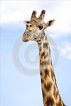 Giraffe Portrait