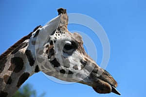 Giraffe Portrait